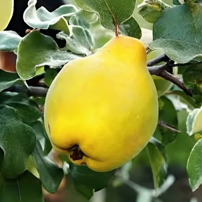 Айва МИР  Айва МИР в Кемерово