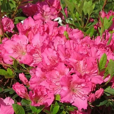 Азалия КИРСТИН японская в Кемерово