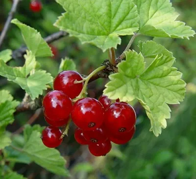 Смородина альпийская ШМИДТ  Смородина альпийская ШМИДТ в Кемерово