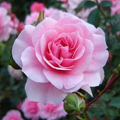 Саженцы роз БОНИКА флорибунда  Саженцы роз БОНИКА флорибунда в Кемерово