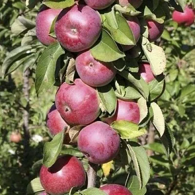 Яблоня ЕСЕНИЯ колонновидная в Кемерово