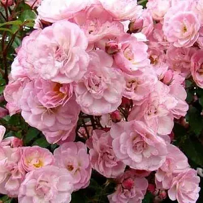 Саженцы роз ХЕВЕНЛИ ПИНК мускусная в Кемерово