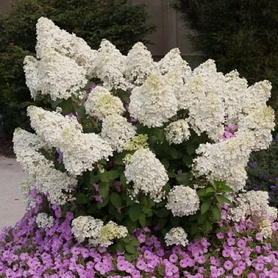Гортензия БОБО метельчатая  Гортензия БОБО метельчатая в Кемерово