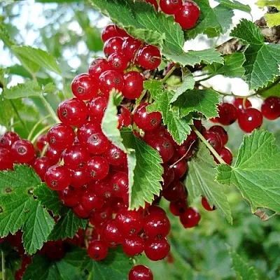 Смородина красная ГОЛЛАНДСКАЯ КРАСНАЯ в Кемерово