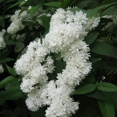 Дейция КАНДИДИССИМА шершавая в Кемерово