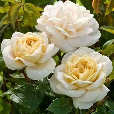 Саженцы роз ДЖЕЙ ПИ КОННЕЛ шраб в Кемерово