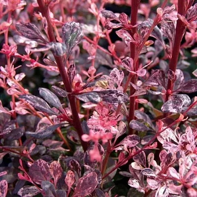 Барбарис АРЛЕКИН тунберга  Барбарис АРЛЕКИН тунберга в Кемерово