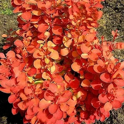 Барбарис ОРАНЖ ФАЙЕР тунберга  Барбарис ОРАНЖ ФАЙЕР тунберга в Кемерово