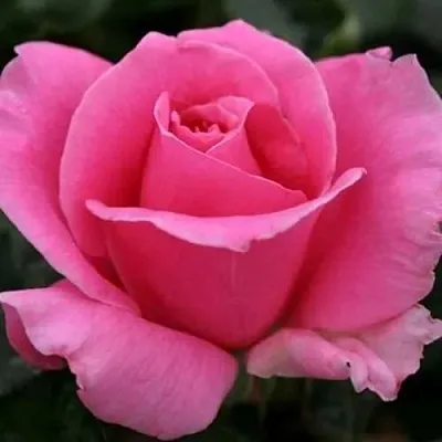 Саженцы роз ЭЙФЕЛЕВА БАШНЯ чайно-гибридная в Кемерово