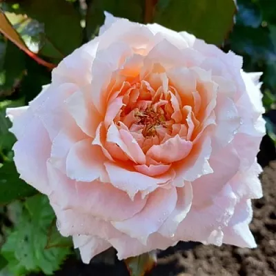 Саженцы роз ТСУМУГИ японская в Кемерово