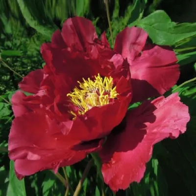 Пион КРАСНЫЙ ЛОТОС древовидный в Кемерово