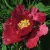 Пион КРАСНЫЙ ЛОТОС древовидный — описание сорта Пион КРАСНЫЙ ЛОТОС древовидный в Кемерово