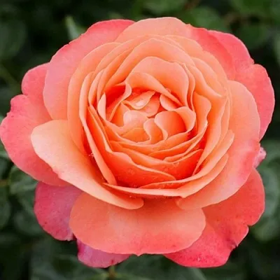 саженцы роз