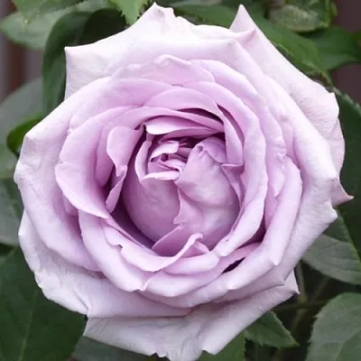 Саженцы роз ИНДИГОЛЕТТА плетистая  Саженцы роз ИНДИГОЛЕТТА плетистая в Кемерово