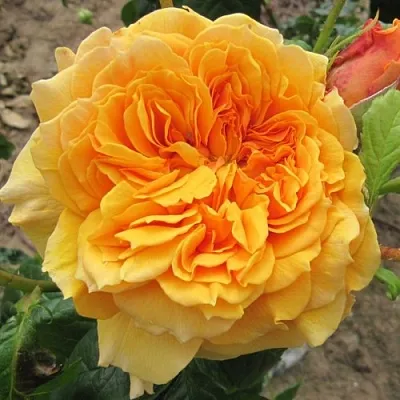 Саженцы роз ЛЕА ТУТУ шраб в Кемерово