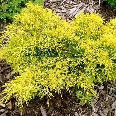 Можжевельник КИНГ ОФ СПРИНГ средний  Можжевельник КИНГ ОФ СПРИНГ средний в Кемерово