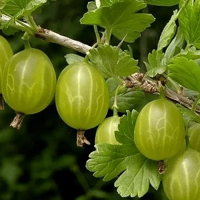 Крыжовник УРАЛЬСКИЙ БЕСШИПНЫЙ  Крыжовник УРАЛЬСКИЙ БЕСШИПНЫЙ в Кемерово