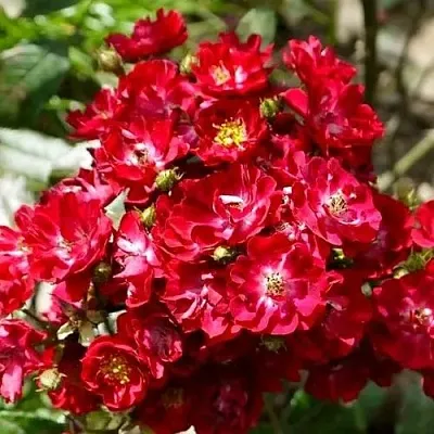 Саженцы роз АЛЬБЕРИХ полиантовая в Кемерово