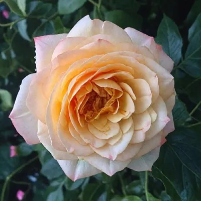 Саженцы роз АБЕЙ ДЕ СЕНТ-АМАН шраб  Саженцы роз АБЕЙ ДЕ СЕНТ-АМАН шраб в Кемерово