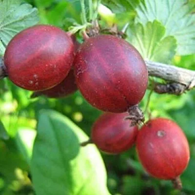 Крыжовник ЩЕДРЫЙ  Крыжовник ЩЕДРЫЙ в Кемерово