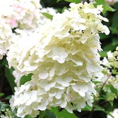 Гортензия ЮНИК метельчатая  Гортензия ЮНИК метельчатая в Кемерово