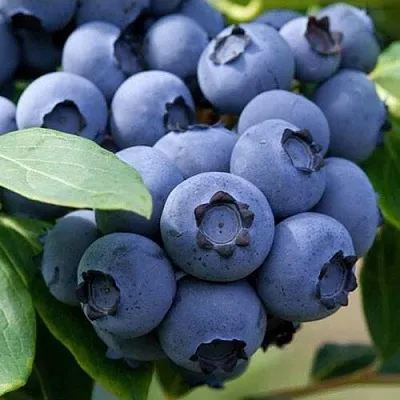 Голубика СПАРТАН в Кемерово