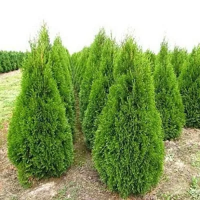 Туя СМАРАГД западная в Кемерово