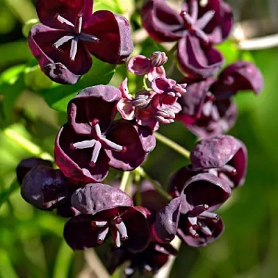 Акебия ПЯТЁРНАЯ  в Кемерово