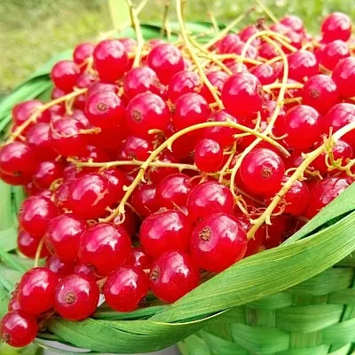 Красная в Кемерово