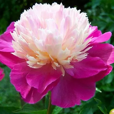 Пион ГЕЙ ПАРИ травянистый  Пион ГЕЙ ПАРИ травянистый в Кемерово