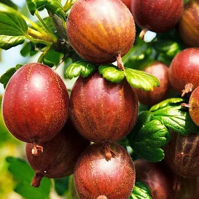 Крыжовник ШЕРШНЕВСКИЙ  Крыжовник ШЕРШНЕВСКИЙ в Кемерово