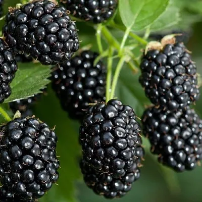 Ежевика ЧЕРНАЯ МАГИЯ ремонтантная в Кемерово