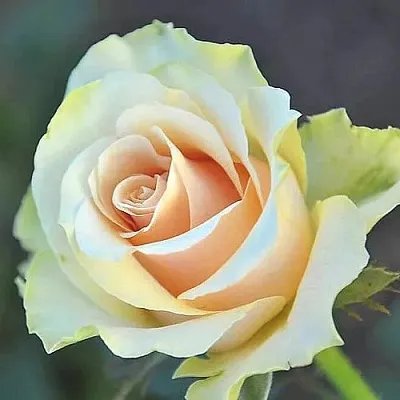 Саженцы роз ТАЛЕЯ чайно-гибридная в Кемерово