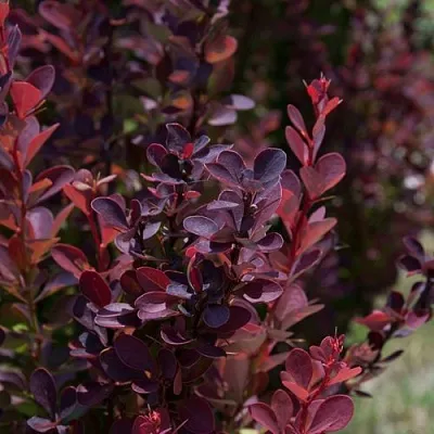 Барбарис ХЕЛМОНД ПИЛЛАР тунберга  Барбарис ХЕЛМОНД ПИЛЛАР тунберга в Кемерово