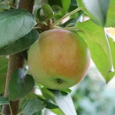 Яблоня ПОДСНЕЖНИК стелющаяся  Яблоня ПОДСНЕЖНИК стелющаяся в Кемерово