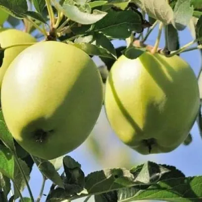 Яблоня САХАРНАЯ  Яблоня САХАРНАЯ в Кемерово