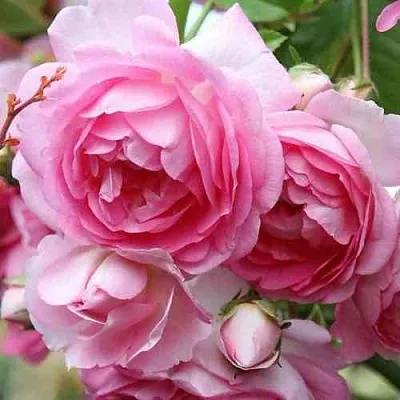 Саженцы роз ЖАСМИНА плетистая  Саженцы роз ЖАСМИНА плетистая в Кемерово