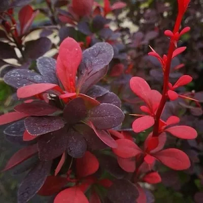 Барбарис РЕД ПИЛЛАР тунберга  Барбарис РЕД ПИЛЛАР тунберга в Кемерово