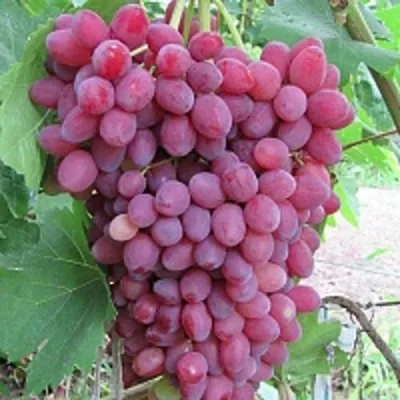 Виноград КИШМИШ ВЕЛЕС в Кемерово