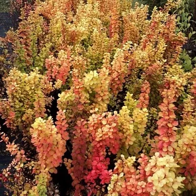 Барбарис САММЕР САНСЕТ тунберга  Барбарис САММЕР САНСЕТ тунберга в Кемерово