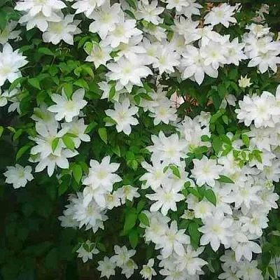 Клематис ТОКИ  Клематис ТОКИ в Кемерово