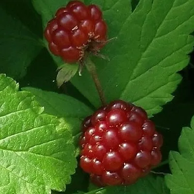 Княженика КЛОН в Кемерово