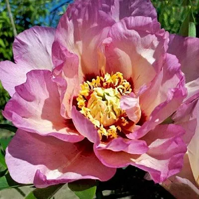 Пион ПАСТЕЛЬ СПЛЕНДОР ито-гибрид  Пион ПАСТЕЛЬ СПЛЕНДОР ито-гибрид в Кемерово