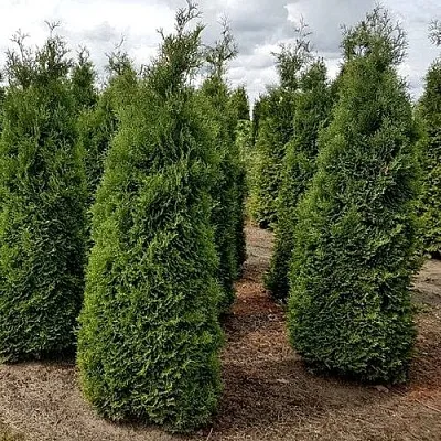 Туя ХОЛМСТРУП западная в Кемерово
