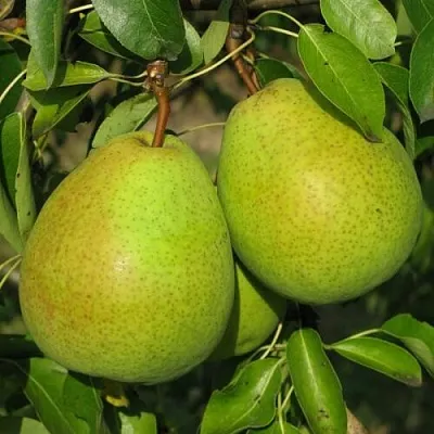 Груша НАЙТ-ВЕРТ колонновидная в Кемерово