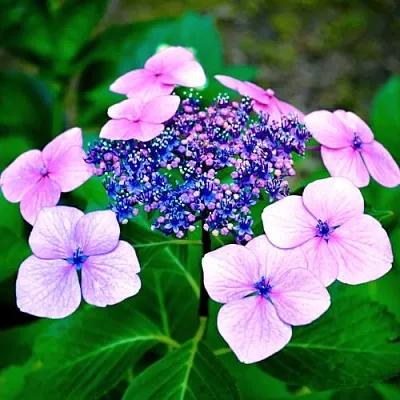 Гортензия БЛЮБЕРД пильчатая в Кемерово