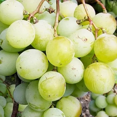 Виноград КЕША МУСКАТ  Виноград КЕША МУСКАТ в Кемерово