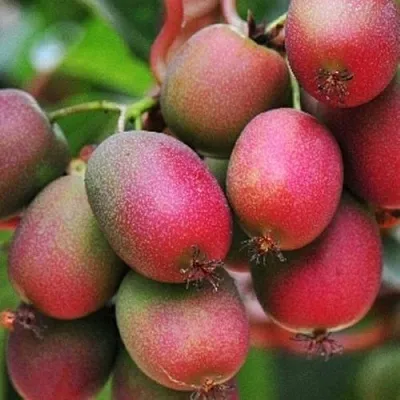 Актинидия ВЕЙКИ аргута  Актинидия ВЕЙКИ аргута в Кемерово