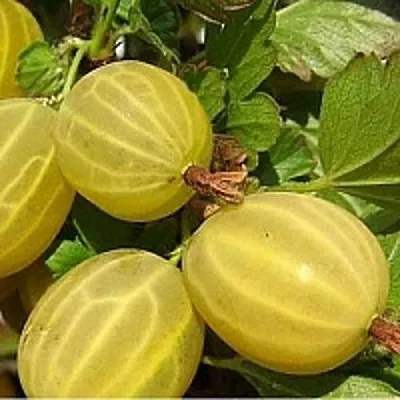 Крыжовник ЯРОВОЙ  Крыжовник ЯРОВОЙ в Кемерово