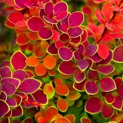 Барбарис ОРАНЖ САНРАЙЗ тунберга  Барбарис ОРАНЖ САНРАЙЗ тунберга в Кемерово